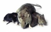 Hubení myší
