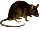 Hubení potkanů, krys